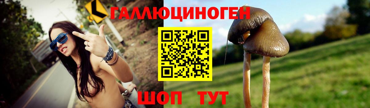 Галлюциногенные грибы Psilocybe Абинск